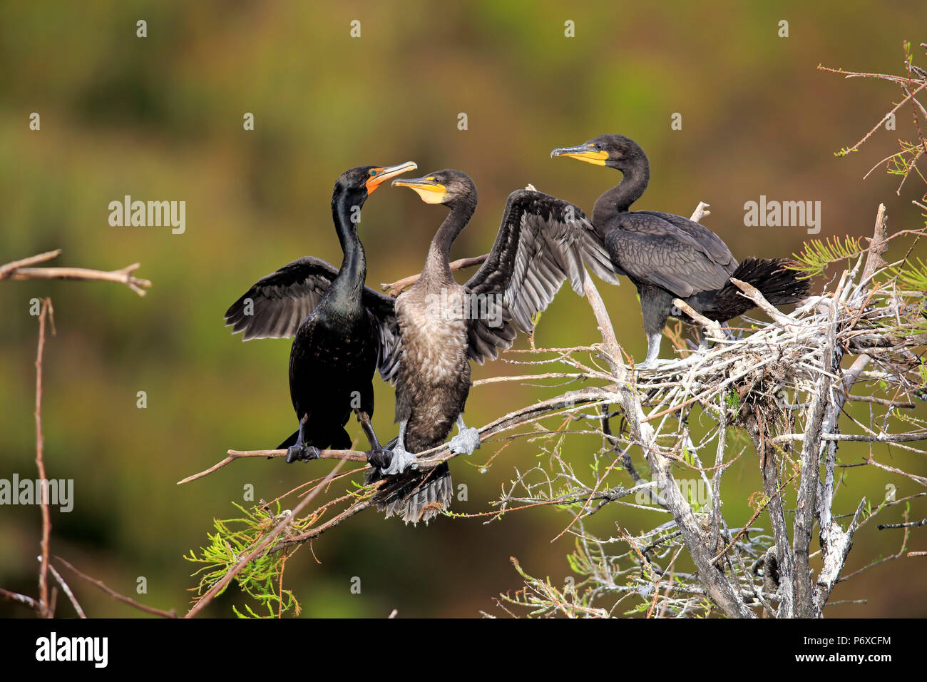 Cormorano Neotropic, olivaceous cormorano, Wakodahatchee zone umide, Delray Beach, Florida, Stati Uniti d'America, Phalacrocorax brasilianus Foto Stock