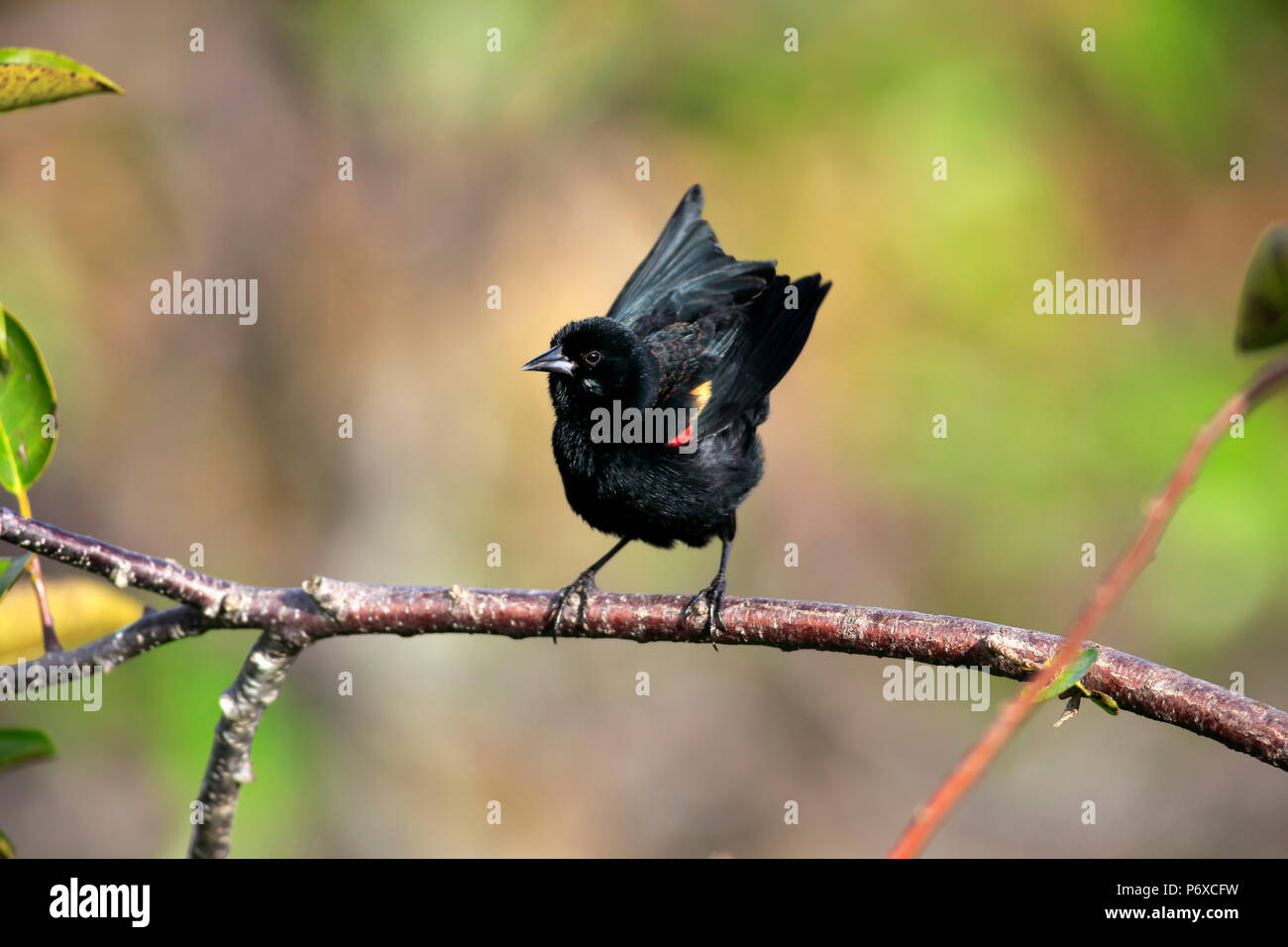 Red Winged Blackbird, maschio adulto sul ramo, Wakodahatchee zone umide, Delray Beach, Florida, Stati Uniti d'America, Agelaius phoeniceus Foto Stock
