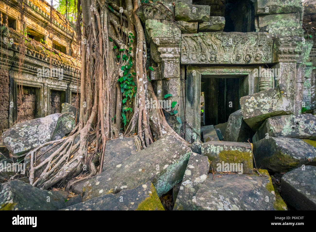 Radici di albero a Ta Prohm rovine di templi, Angkor, Sito Patrimonio Mondiale dell'UNESCO, Siem Reap Provincia, Cambogia Foto Stock