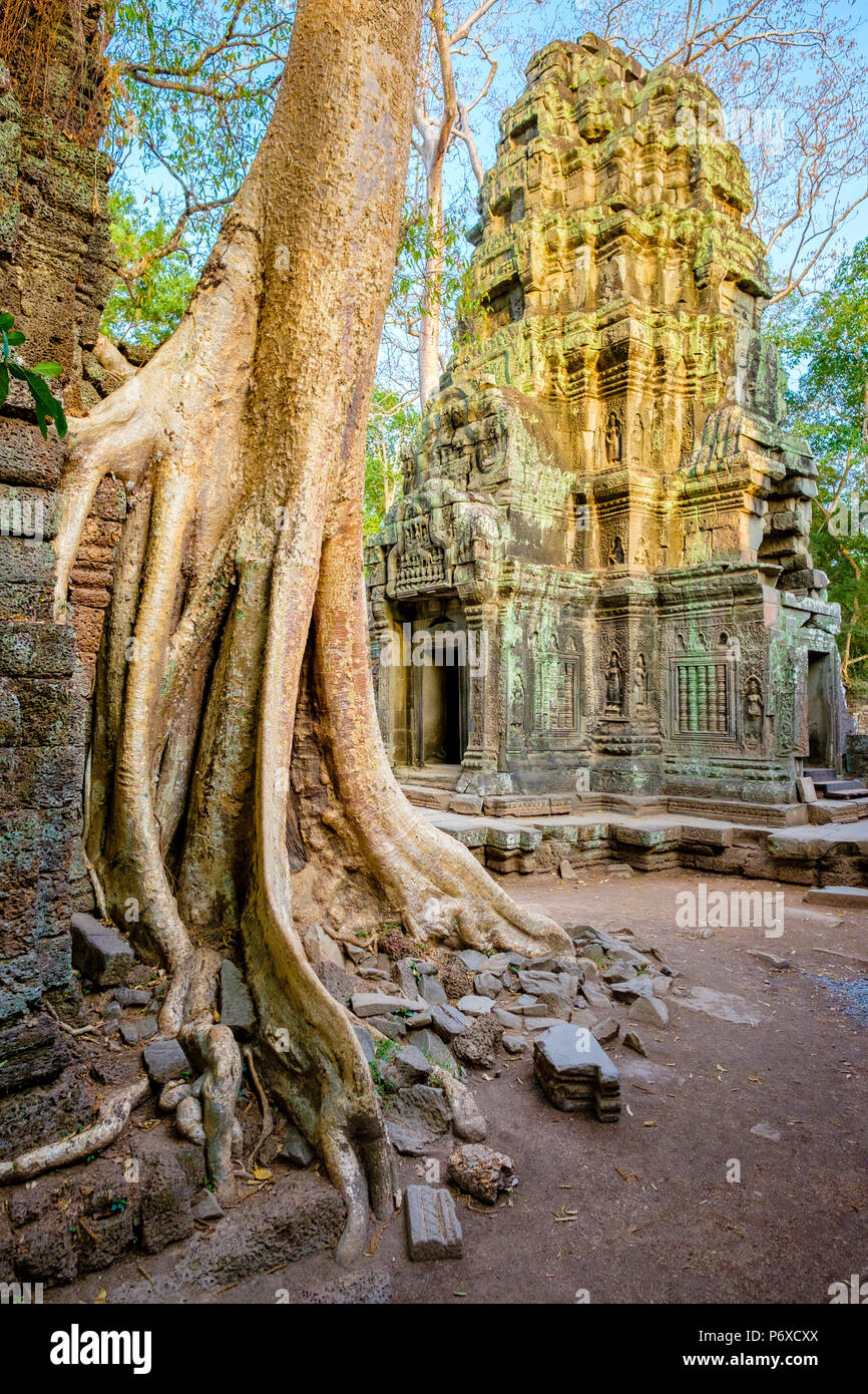 Ta Prohm rovine di templi, Angkor, Sito Patrimonio Mondiale dell'UNESCO, Siem Reap Provincia, Cambogia Foto Stock