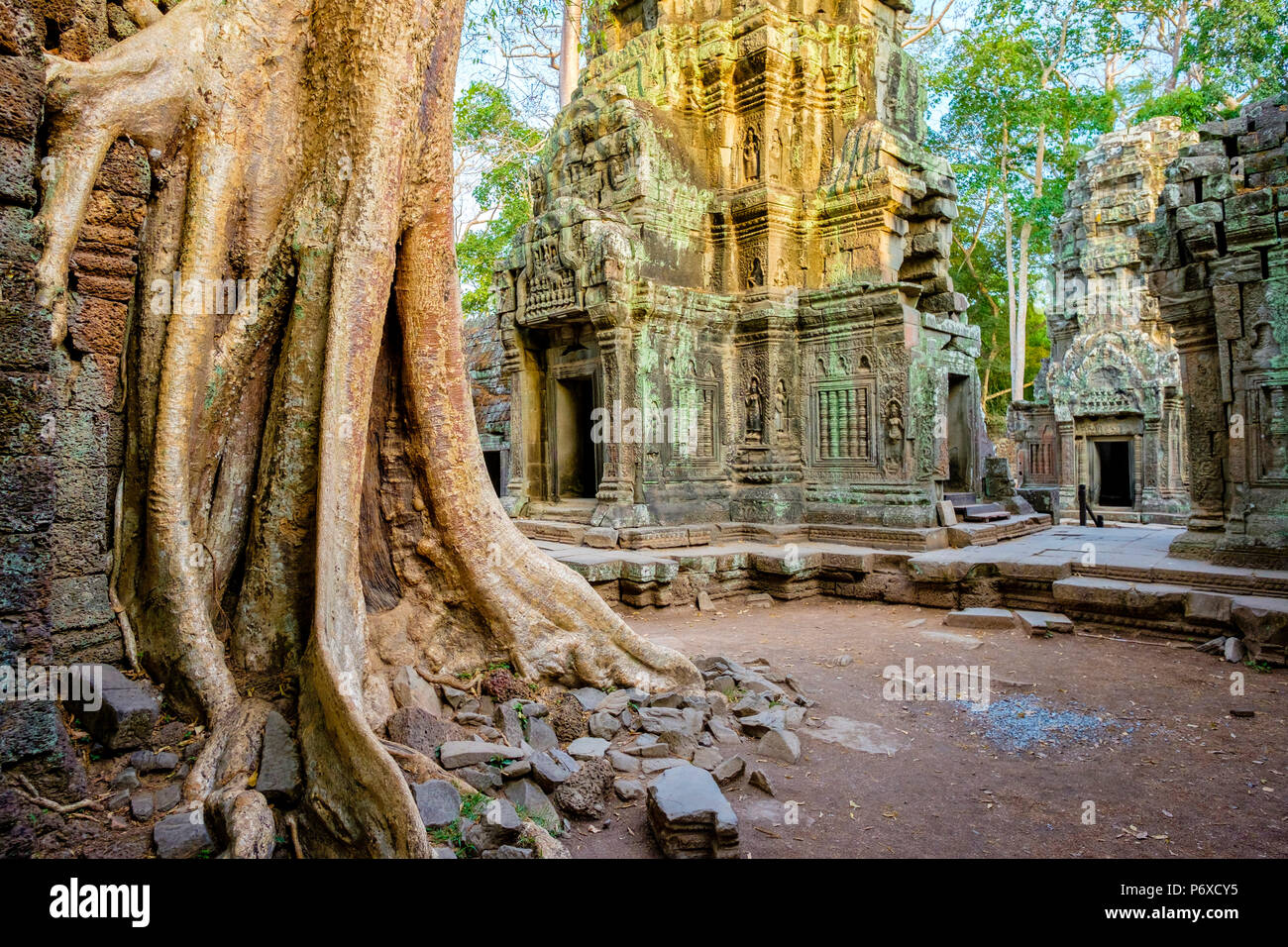 Ta Prohm rovine di templi, Angkor, Sito Patrimonio Mondiale dell'UNESCO, Siem Reap Provincia, Cambogia Foto Stock