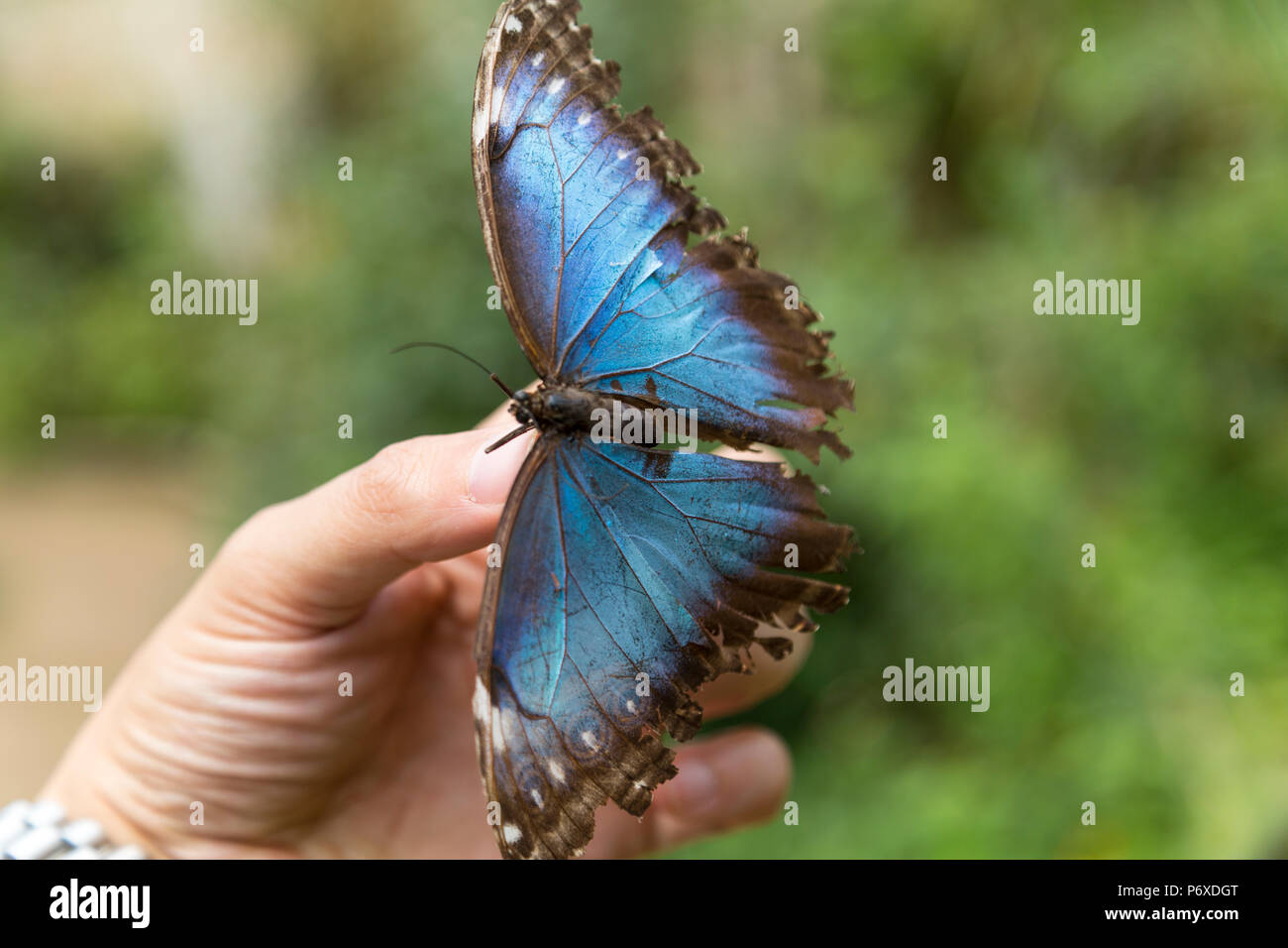 Blue Butterfly sulla punta delle dita. Close up. Foto Stock