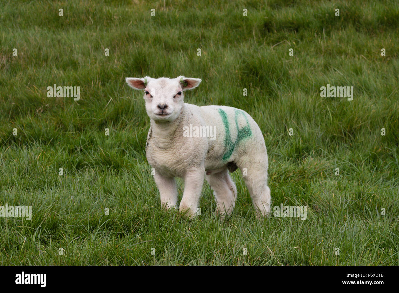 Texel pecore texel, Paesi Bassi, Ovis orientalis aries Foto Stock