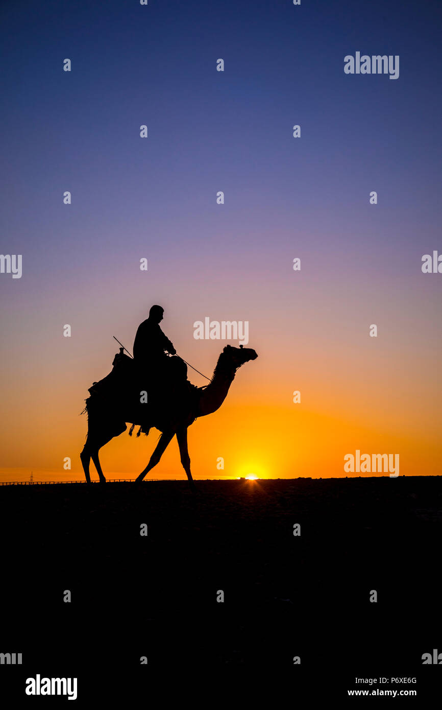 Cammello nel deserto vicino a Giza, il Cairo, Egitto Foto Stock