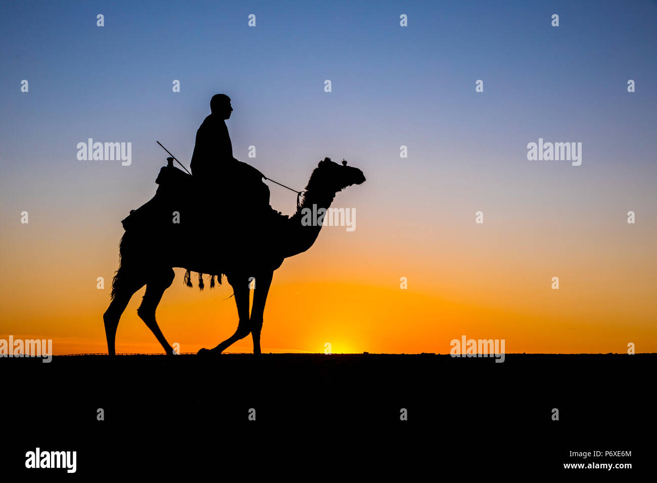 Cammello nel deserto vicino a Giza, il Cairo, Egitto Foto Stock