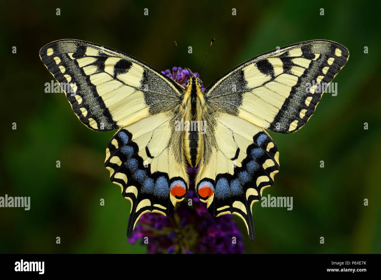 Il vecchio mondo coda forcuta farfalla - Papilio machaon, bella colorate farfalle iconica dalla Comunità di prati e pascoli. Foto Stock