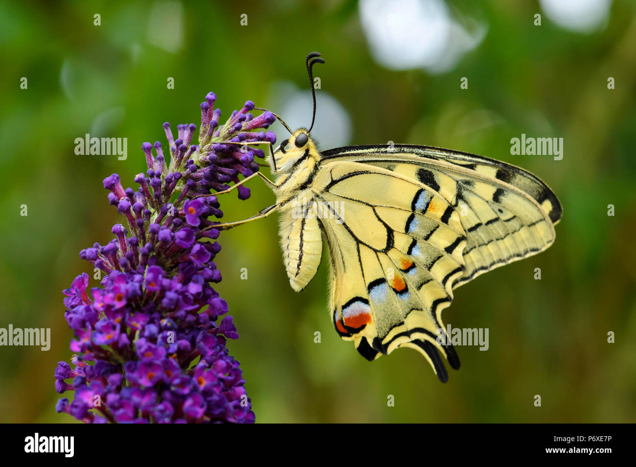 Il vecchio mondo coda forcuta farfalla - Papilio machaon, bella colorate farfalle iconica dalla Comunità di prati e pascoli. Foto Stock