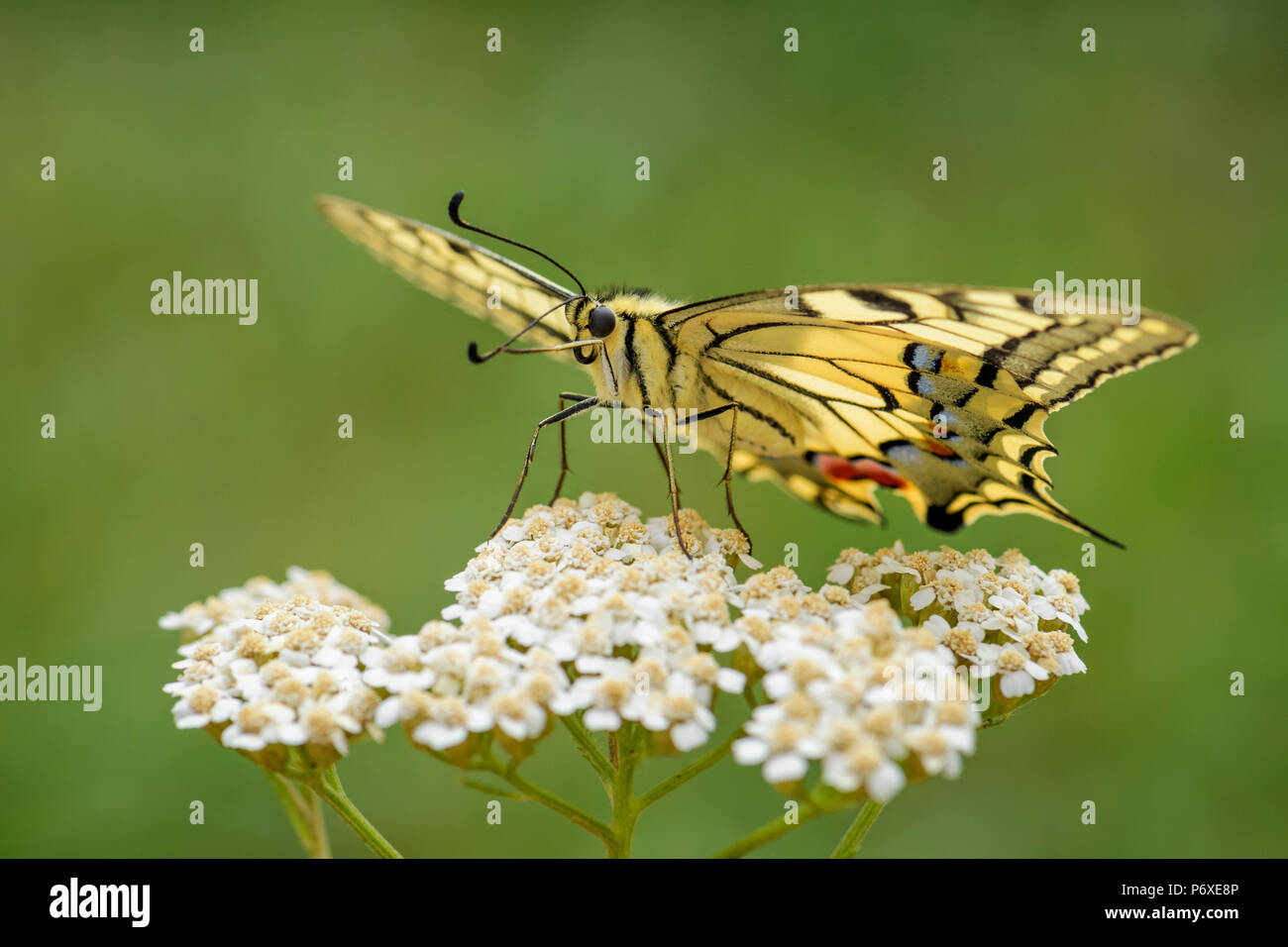 Il vecchio mondo coda forcuta farfalla - Papilio machaon, bella colorate farfalle iconica dalla Comunità di prati e pascoli. Foto Stock