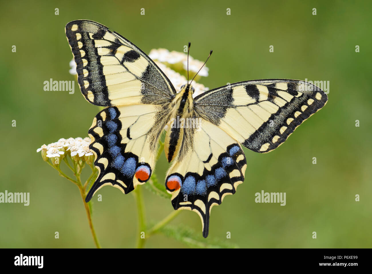 Il vecchio mondo coda forcuta farfalla - Papilio machaon, bella colorate farfalle iconica dalla Comunità di prati e pascoli. Foto Stock