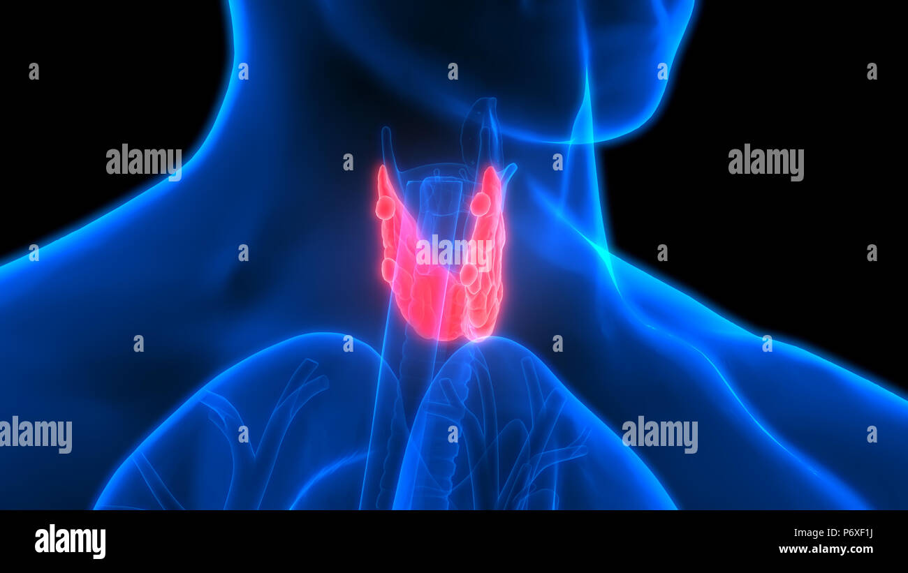 La Piu Grande Ghiandola Del Corpo Umano