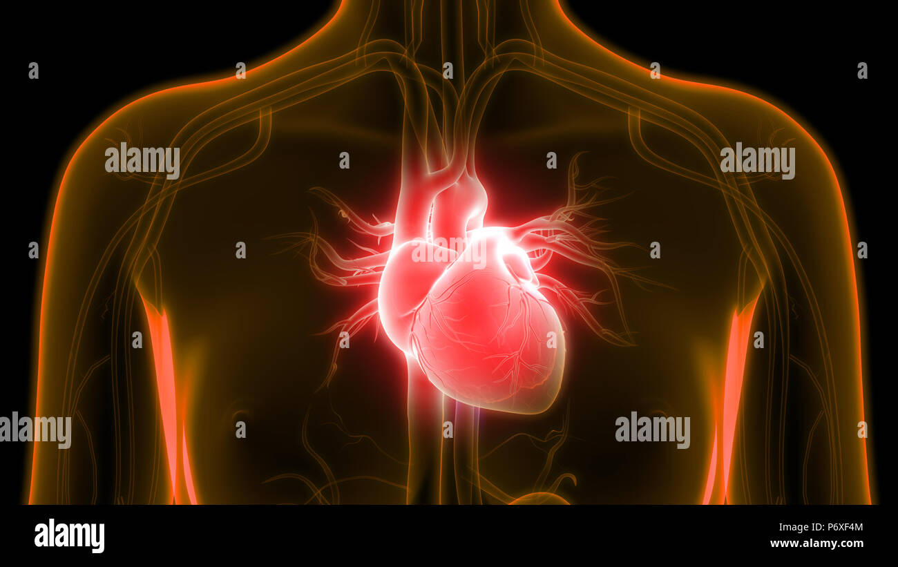 Organi del corpo umano Sistema cardiovascolare Anatomia cardiaca Foto Stock