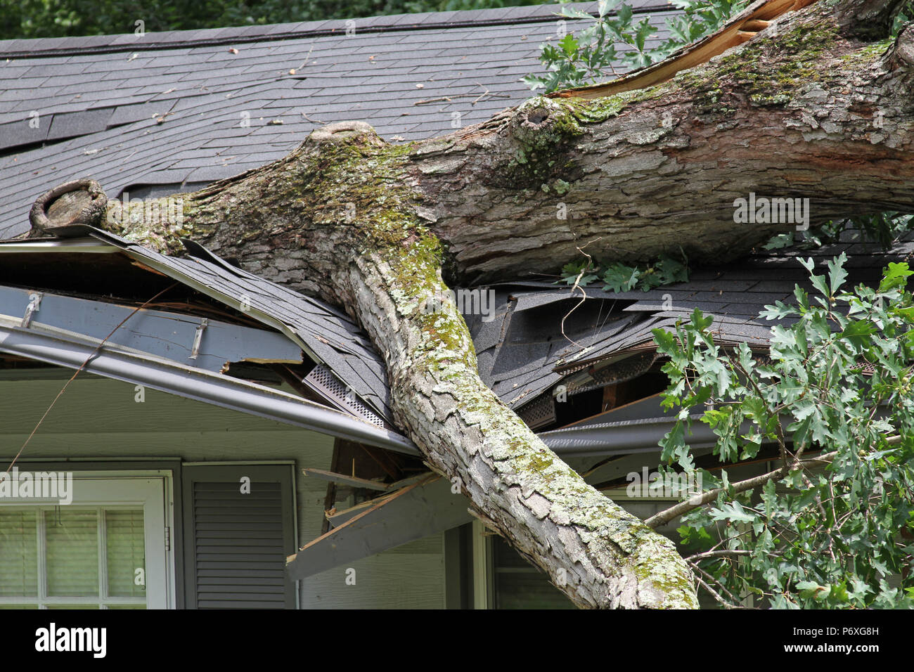 Una tempesta provoca un white Oak tree a cadere e rip attraverso il tetto di una casa Foto Stock
