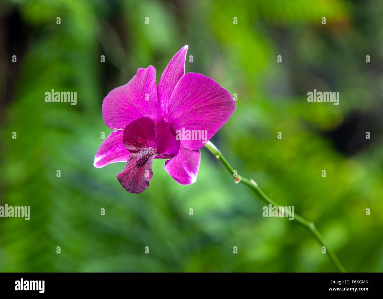 Orchidea viola. Foto Stock