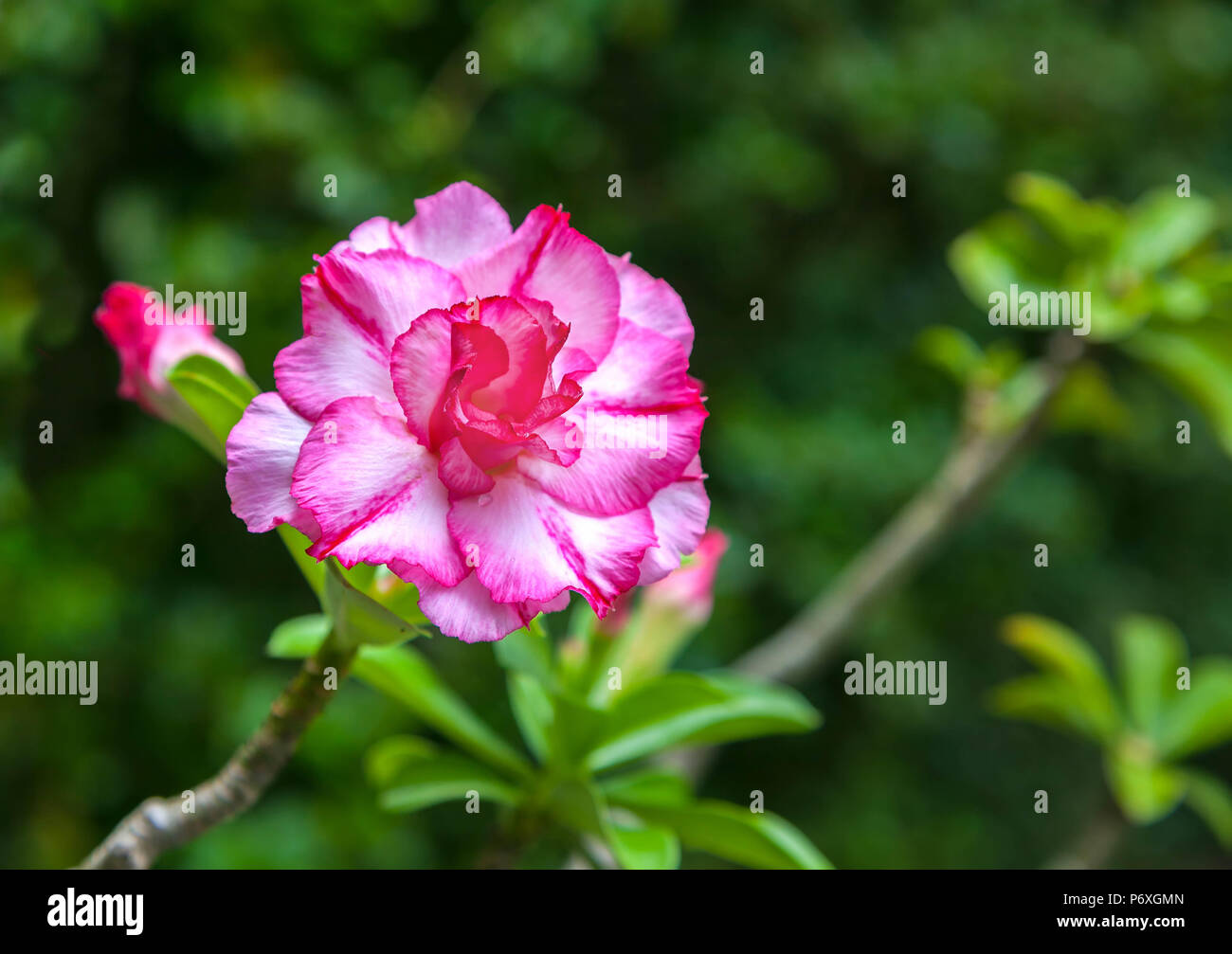 Fiore rosa close-up. Foto Stock