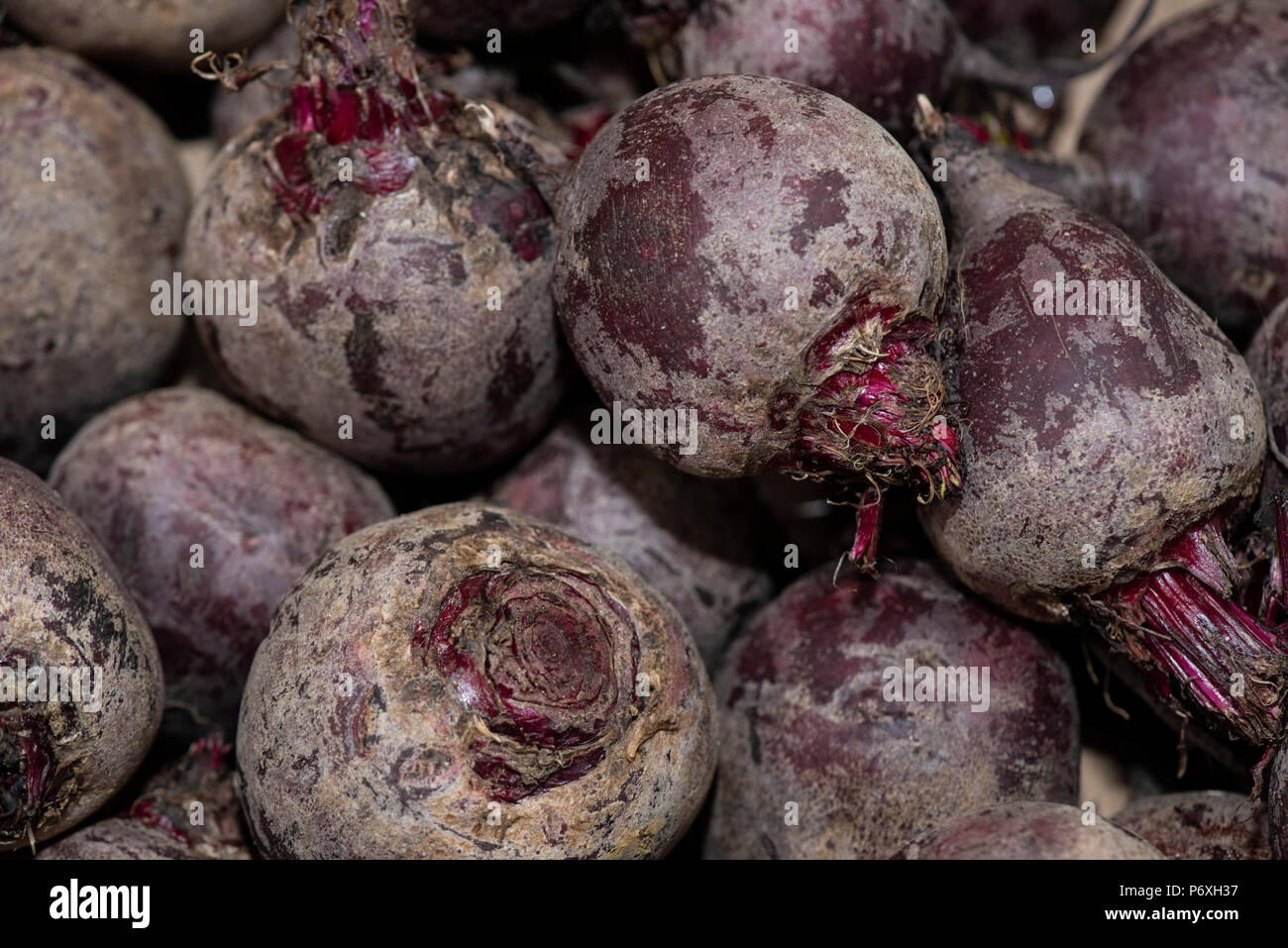 Le barbabietole fresche in un bin al mercato ortofrutticolo Foto Stock