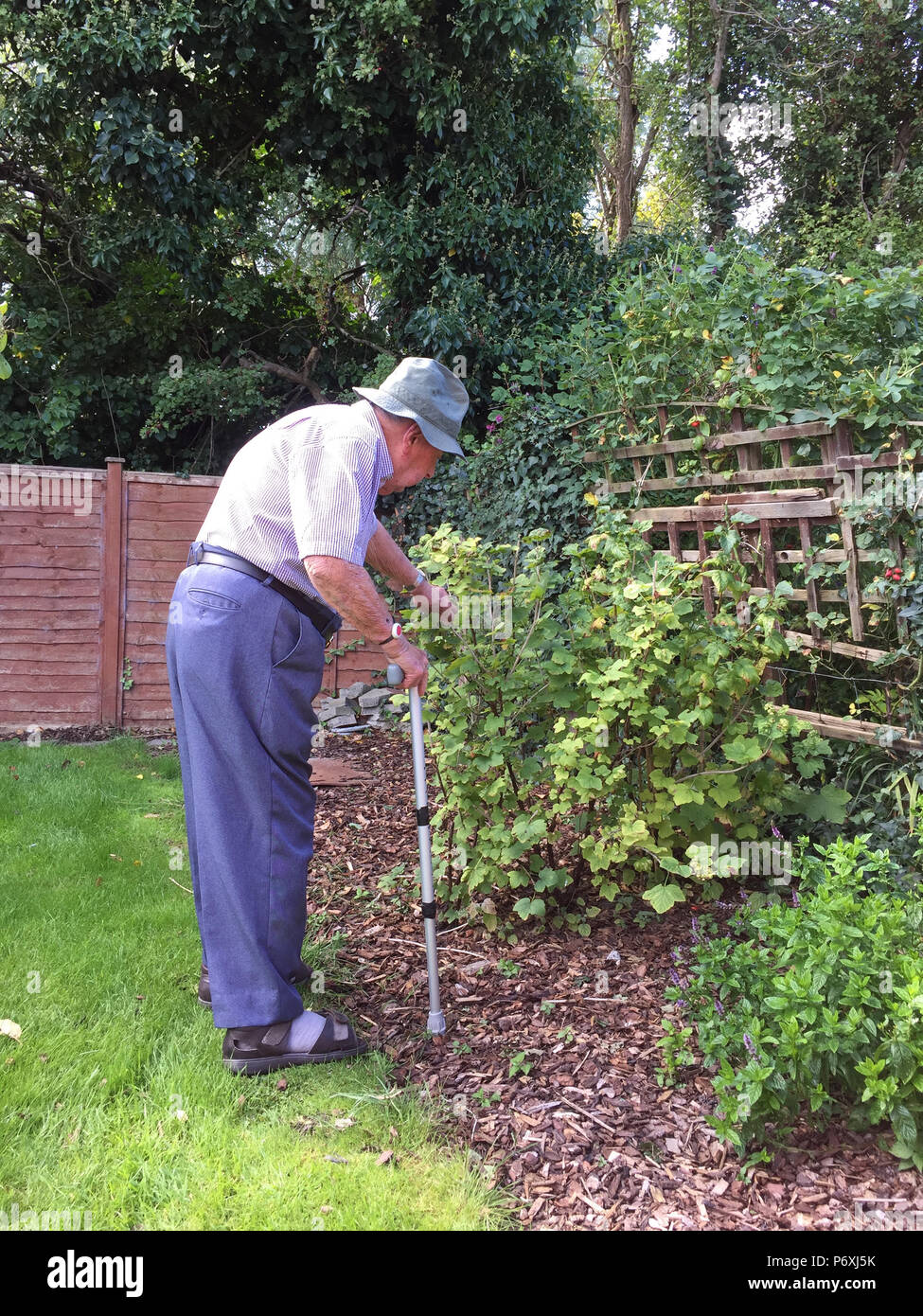 Uomo anziano in piedi nel suo giardino Foto Stock