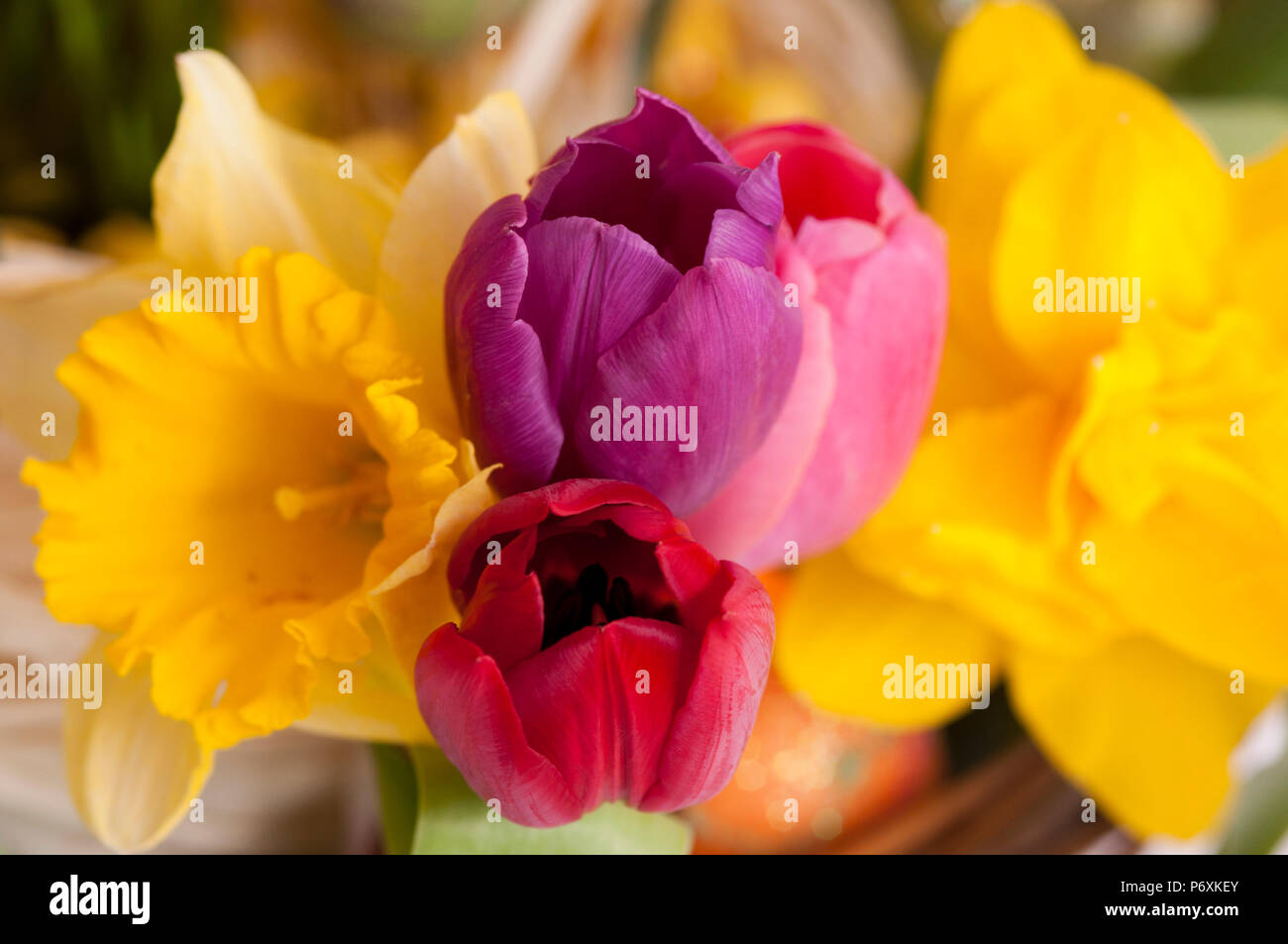 Close up di luminoso colorato tulipani e narcisi Foto Stock