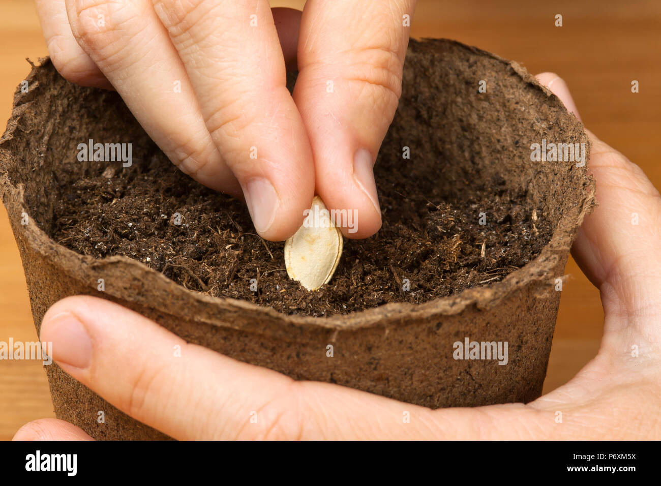 Primo piano delle mani di giardiniere piantare semi di zucchine in pentola  di torba Foto stock - Alamy