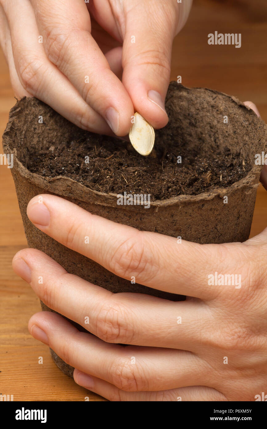 Le mani del giardiniere piantare semi nel vaso di torba Foto stock - Alamy