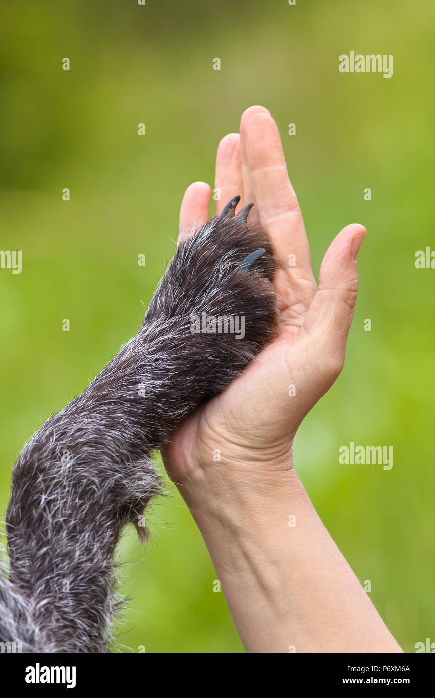 Mani e unghie del cane su sfondo verde - amicizia tra il cane e il concetto di popolo Foto Stock