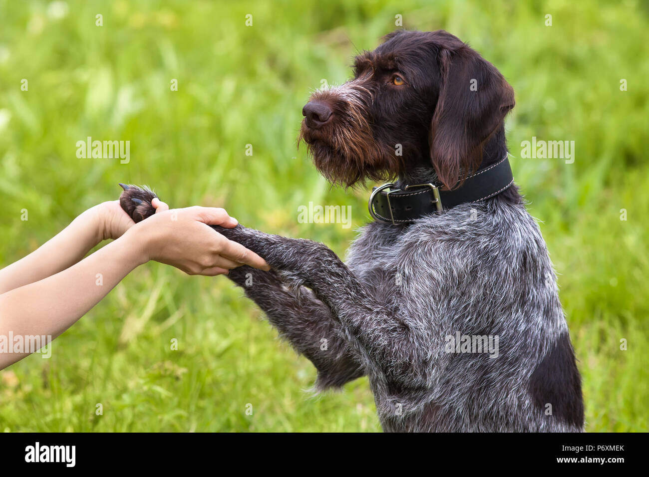 Le zampe di cane nelle mani della donna su sfondo verde Foto Stock