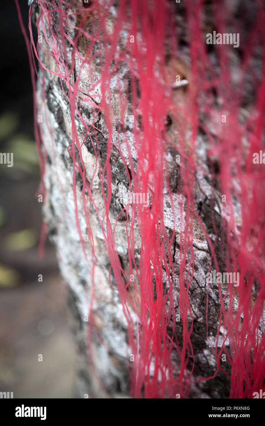 Rosa di decorazione su un albero ad Hanoi Vietnam Foto Stock