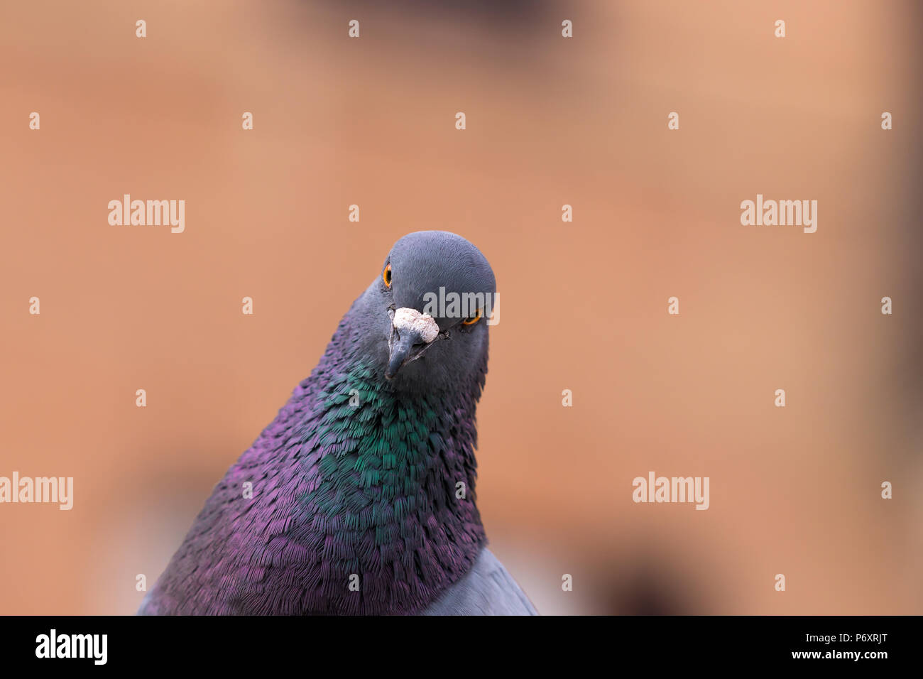 Pigeon fissando in telecamera Foto Stock