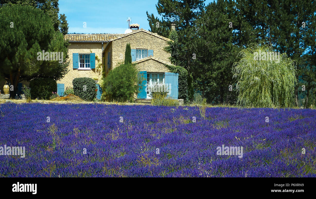 Casa con giardino di lavanda in Provenza Francia Foto Stock