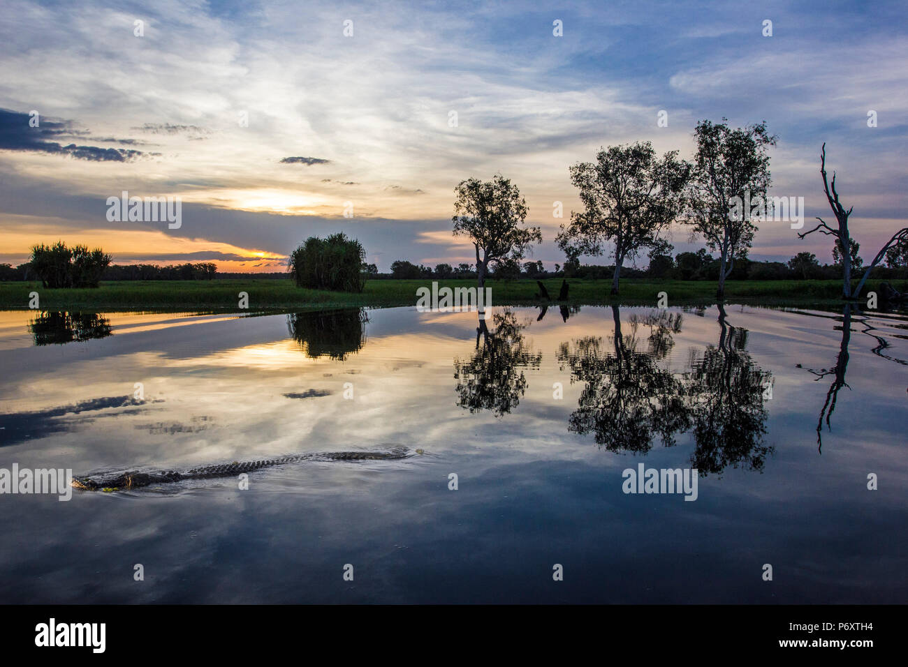 Kakadu National Park, l'estremità superiore del Territorio del Nord, l'Australia. Cannibal acqua salata croc in acqua gialla Billabong Foto Stock