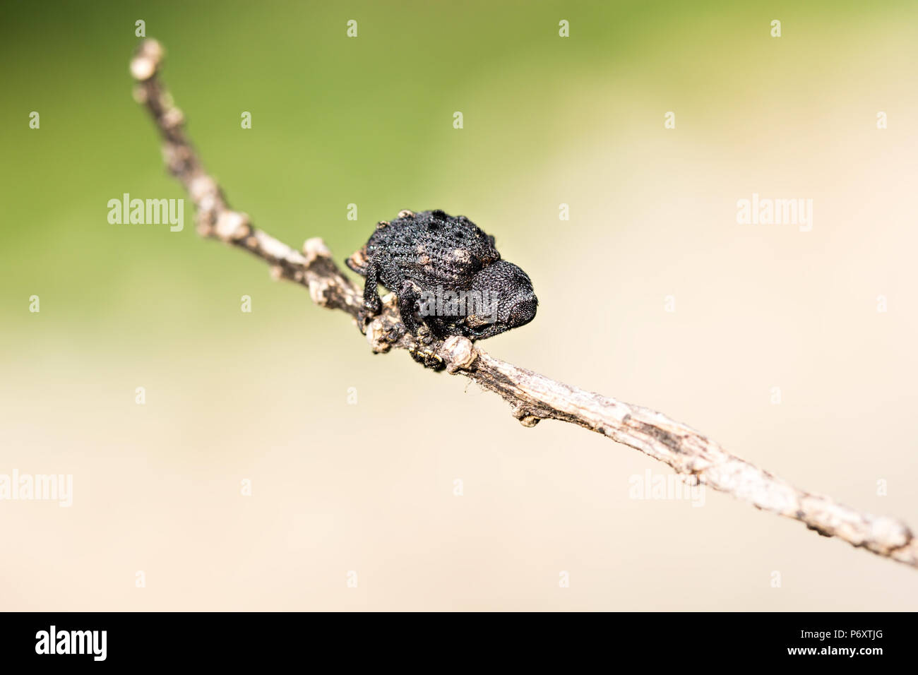 Vitigno nero curculione o beetle, Otiorhynchus sulcatus, ampio curculione naso Foto Stock