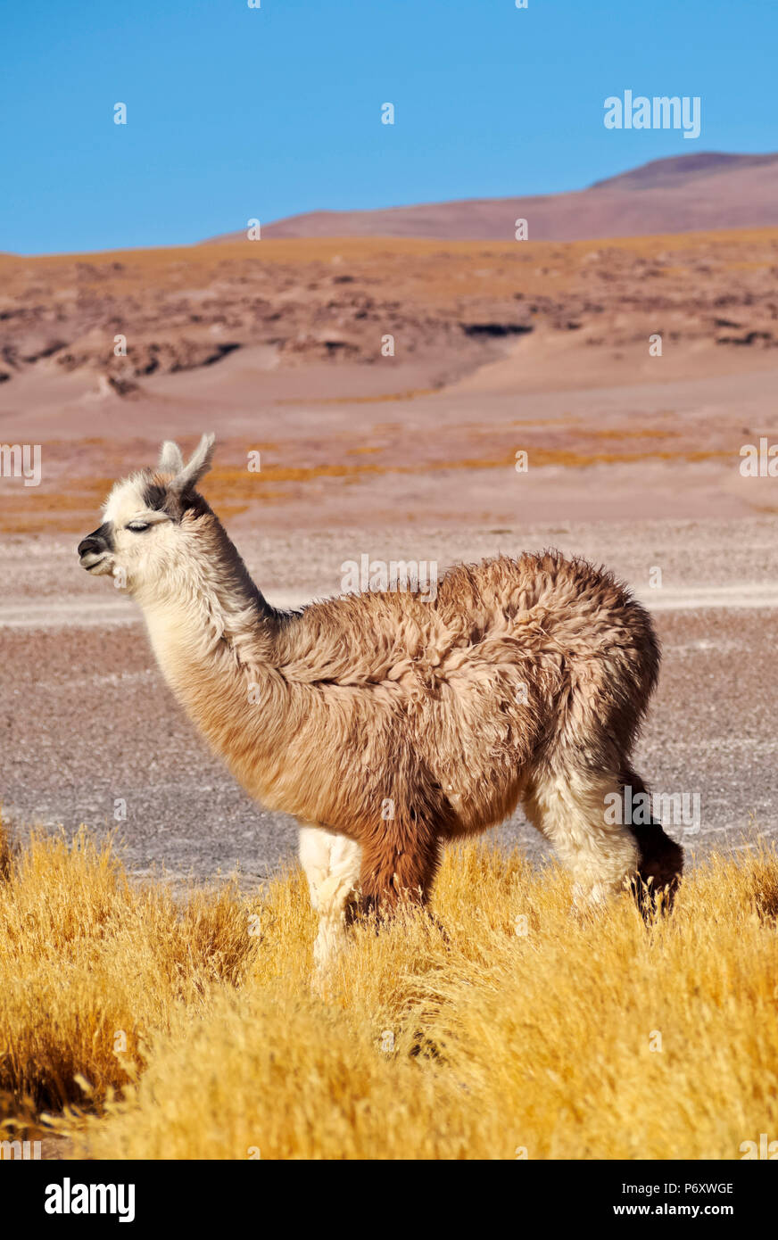 Bolivia, Potosi Departmant, Sur Lipez Provincia, Eduardo Avaroa fauna Andina riserva nazionale, alpaca e Jarava erba ichu sulle rive della Laguna Colorada. Foto Stock