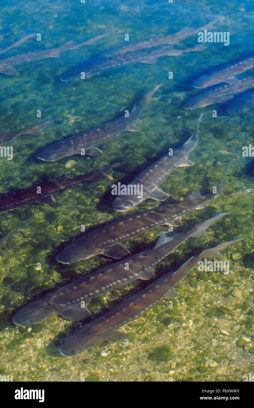Allevamento di storioni 'Agroittica Lombarda' a Calvisano (Brescia, Italia), utilizza le sue calde acque di scarico di un mulino di acciaio al fine di riscaldare i bacini Foto Stock