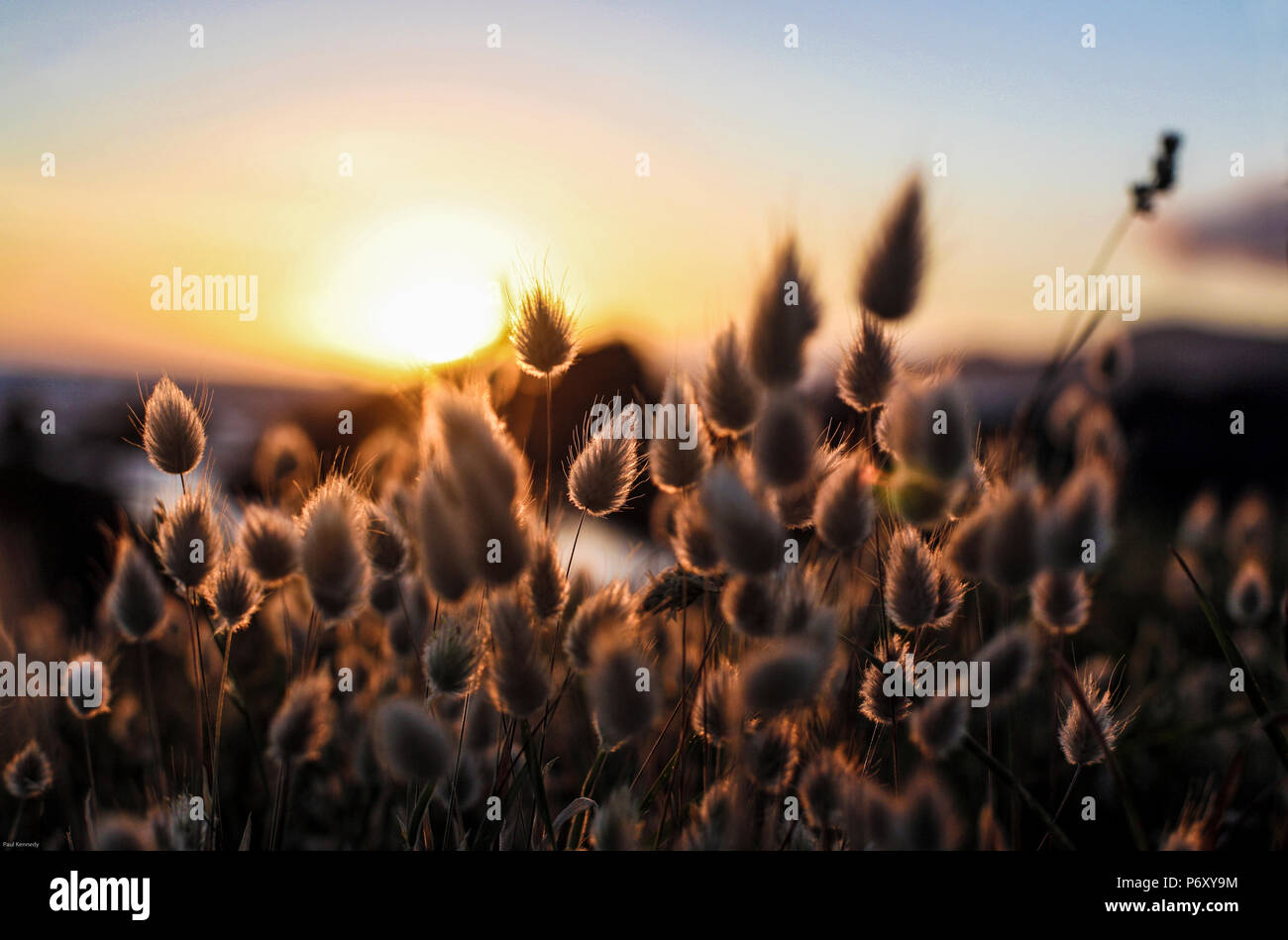 Bunny erba di coda (Lagurus ovatus) al tramonto in Nuova Zelanda Foto Stock
