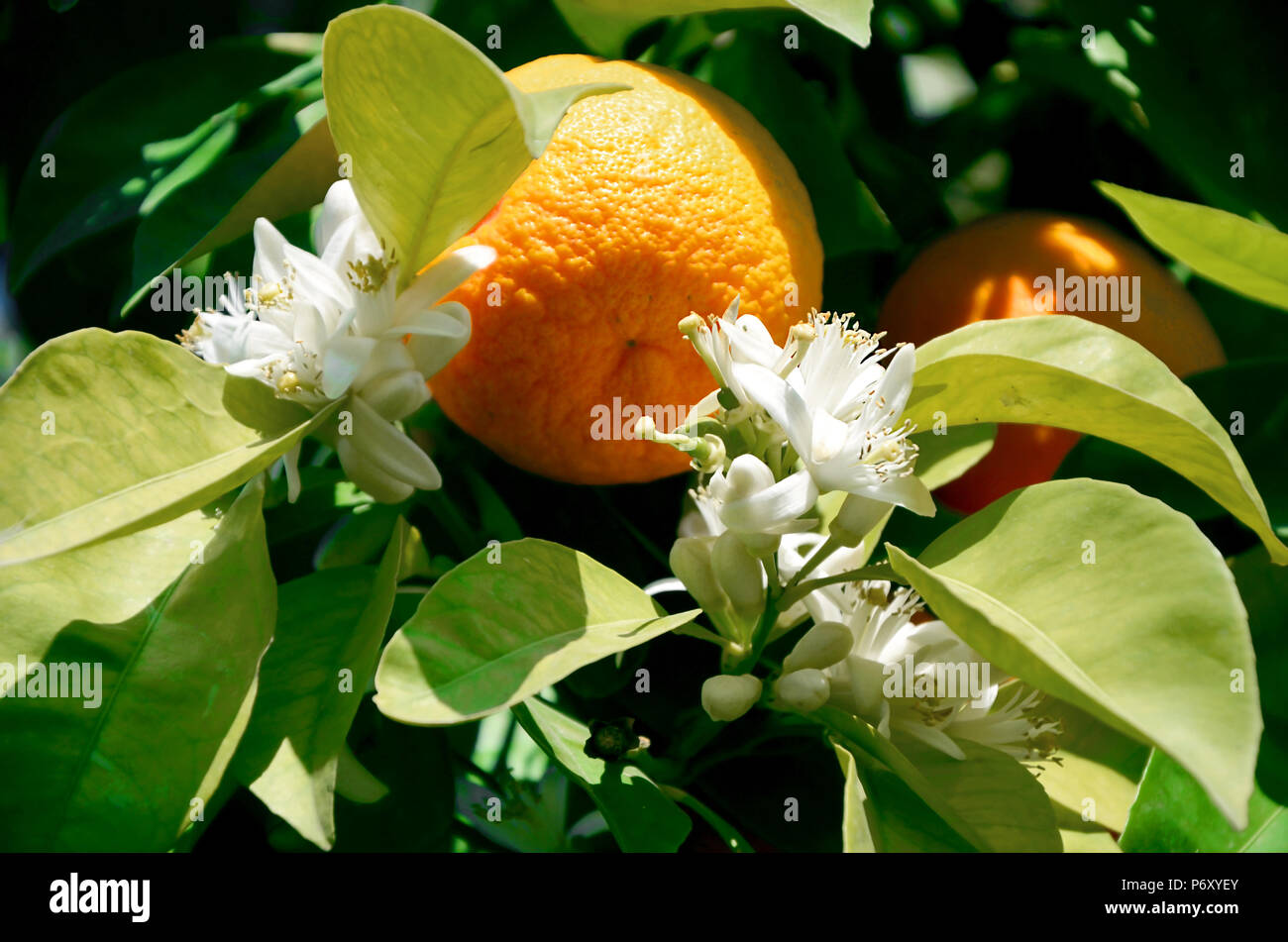 Frutto di un maturo arancio mandarino e fioritura su un albero. Un ciclo continuo di maturazione, buon raccolto, vitamine, cibo sano Foto Stock
