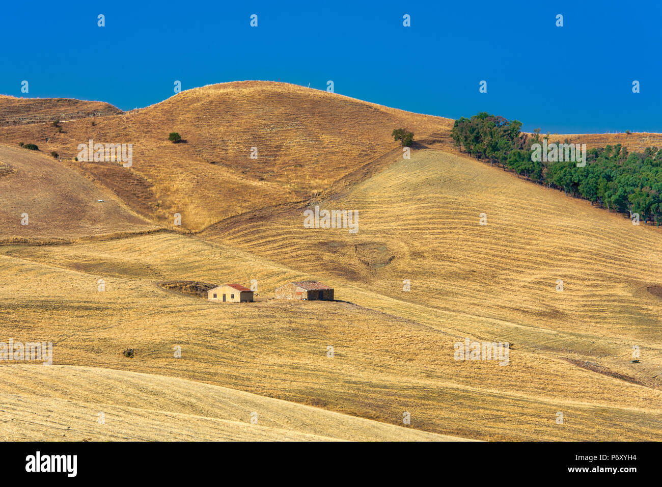 Case in campo giallo in campagna sulla giornata soleggiata con cielo blu, Sicilia Foto Stock