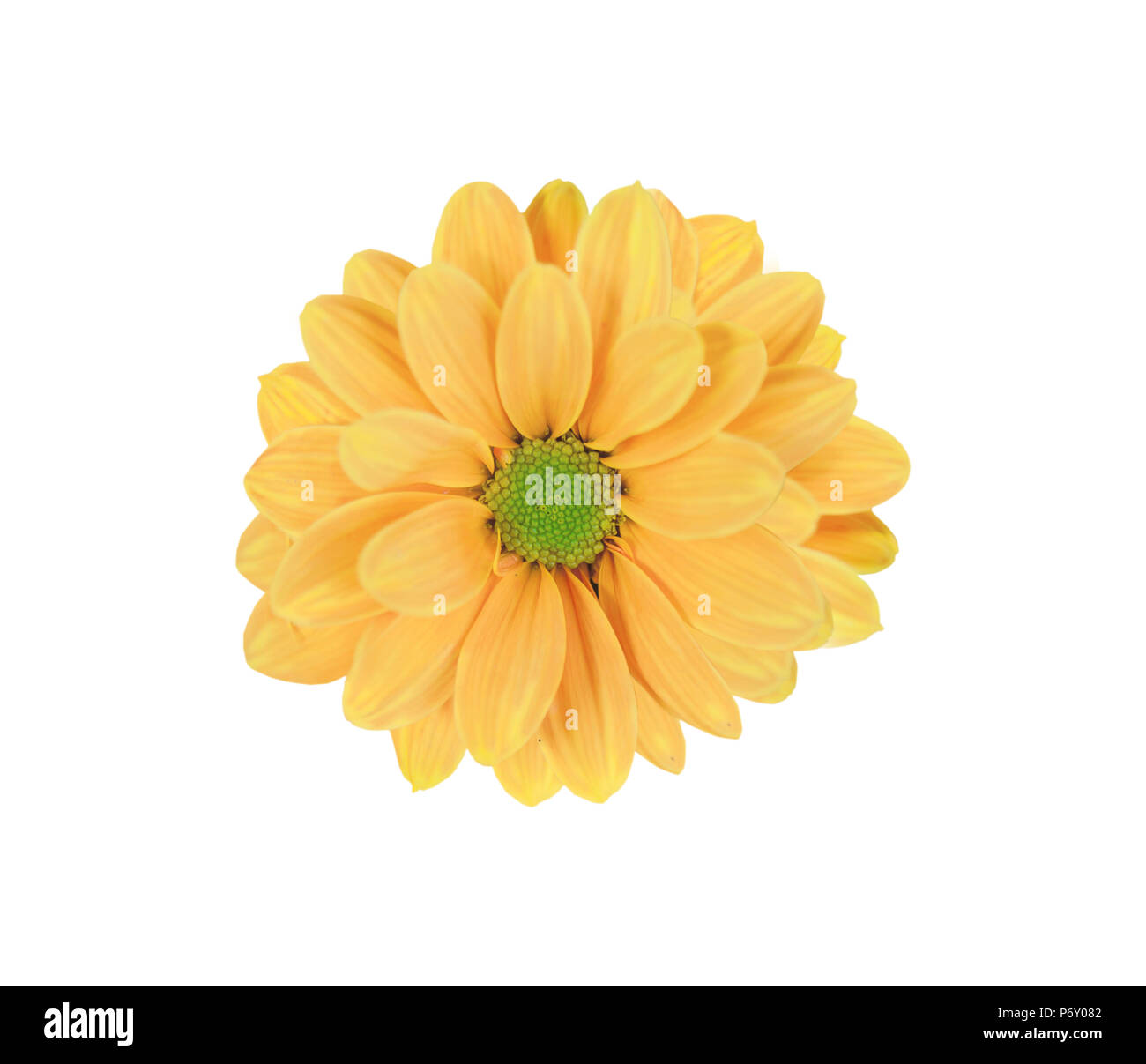 Giallo bellissimo fiore a margherita isolato su bianco Foto Stock