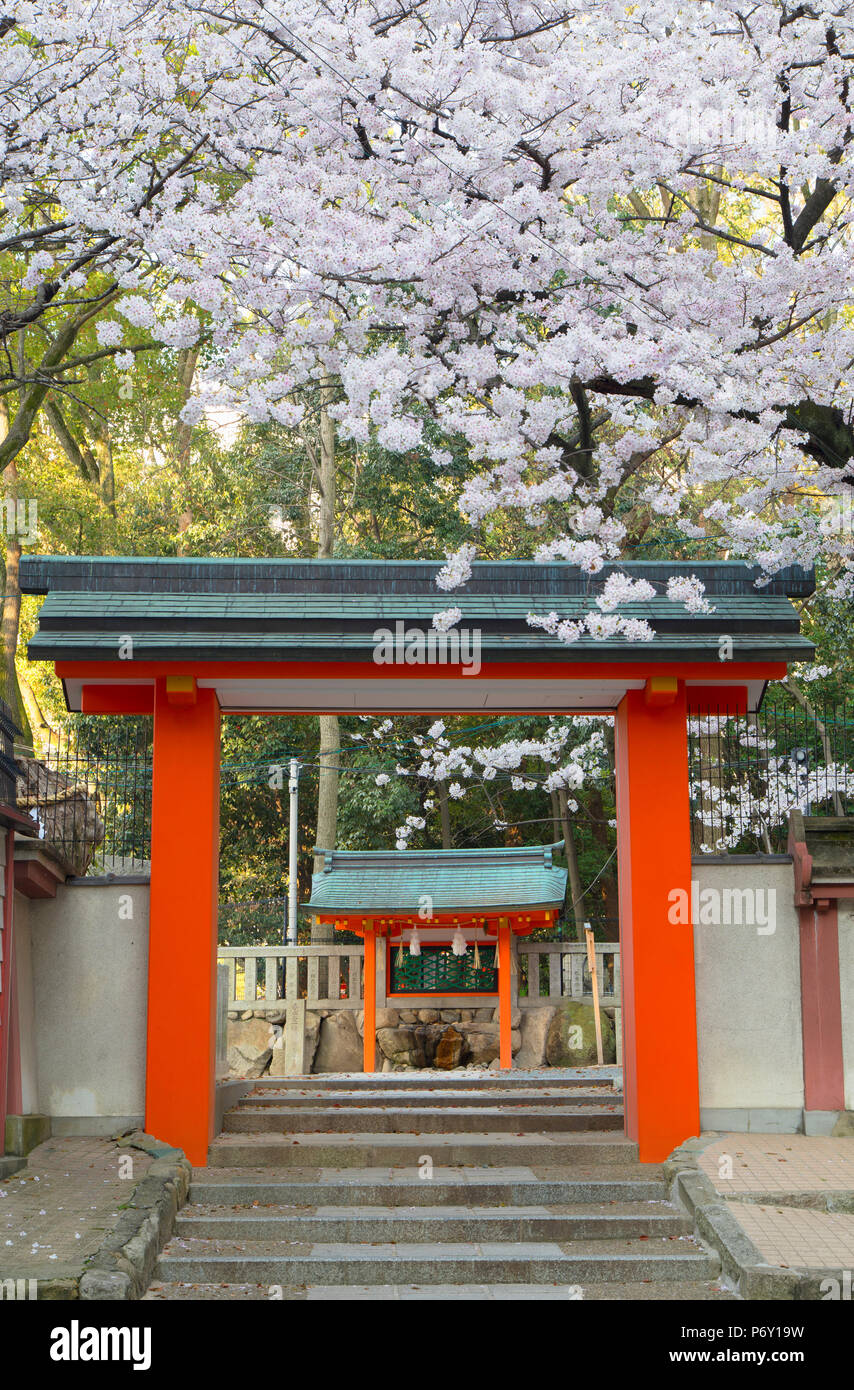 Cherry blossom at Ichinomiya shrine, Kobe, Kansai, Japan Foto Stock