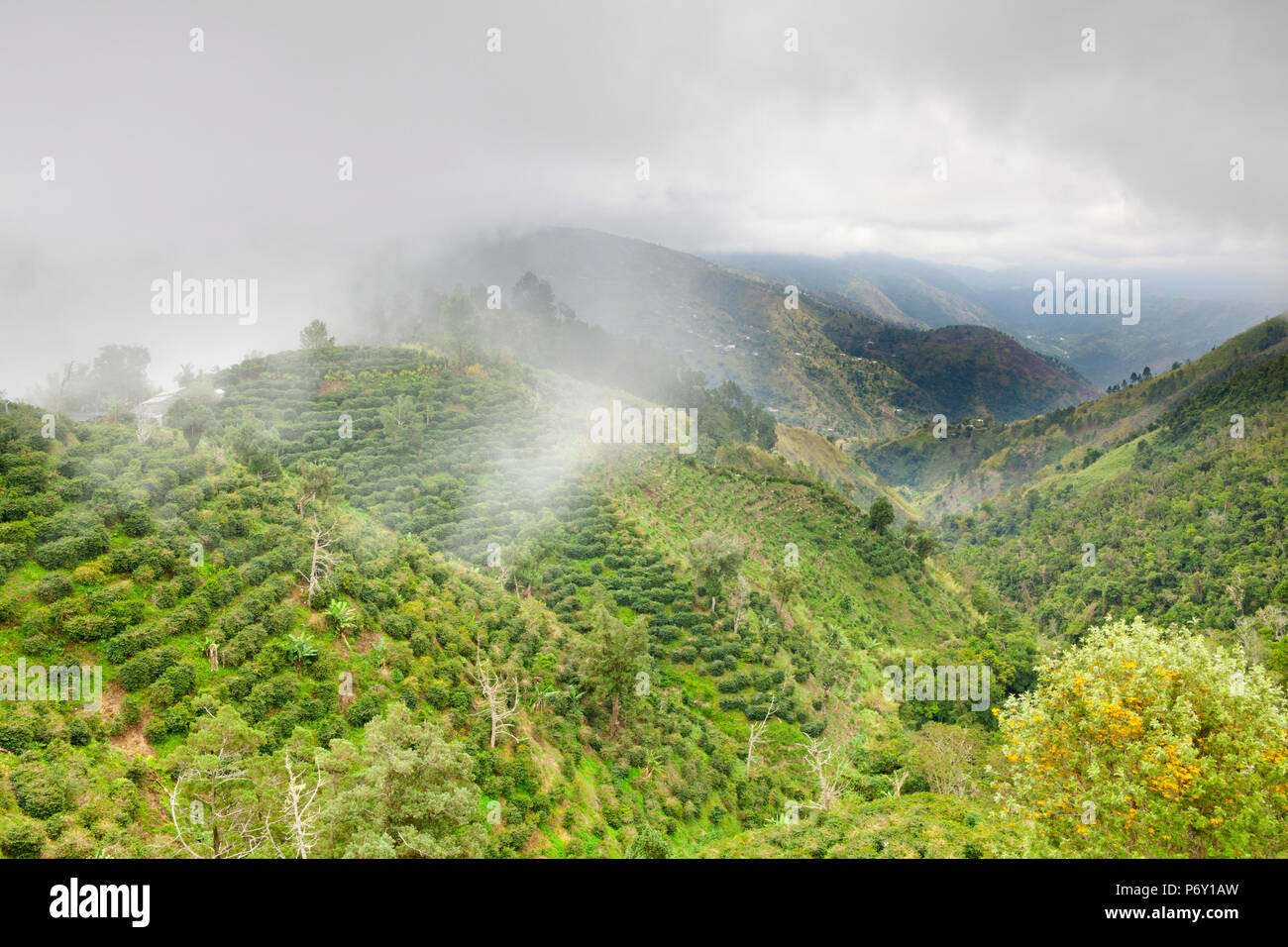 Marley Plantation, Blue Mountains, Kingston, Sant'Andrea parrocchia, in Giamaica, Caraibi Foto Stock