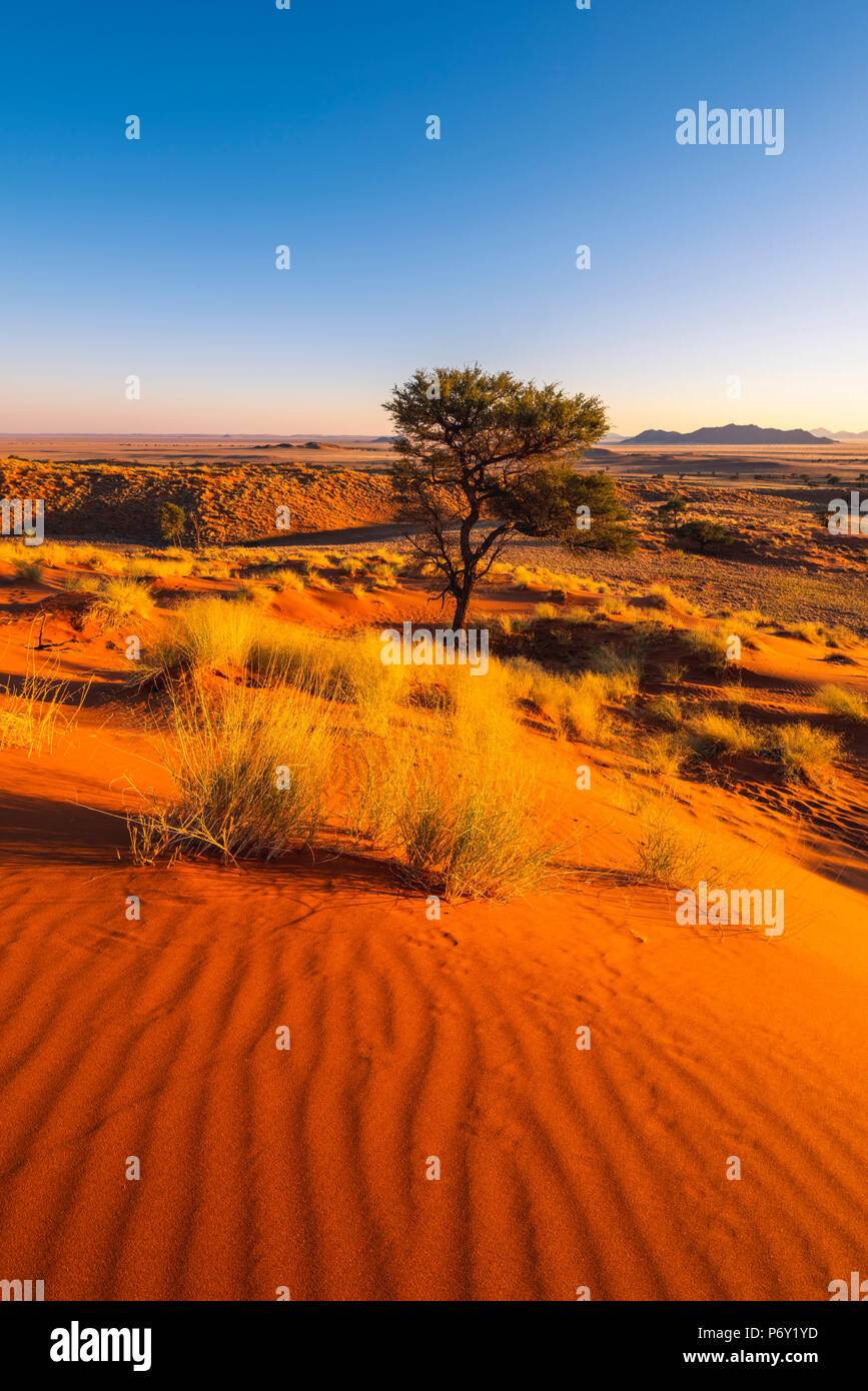 Namib-Naukluft National Park, Namibia, Africa. Pietrificate dune rosse. Foto Stock