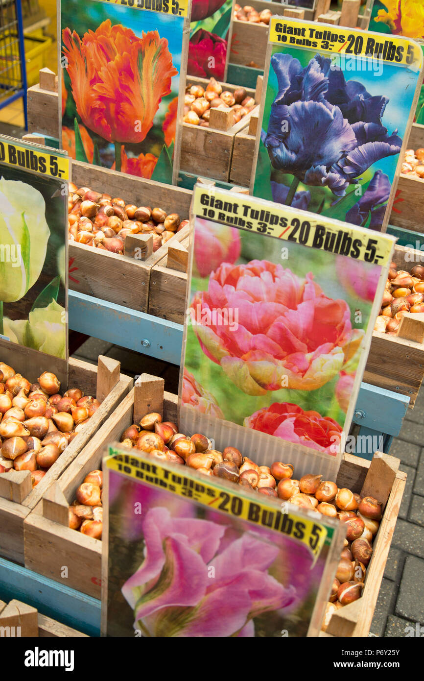 Bulbi di tulipani al mercato dei fiori di Amsterdam, Paesi Bassi Foto stock  - Alamy