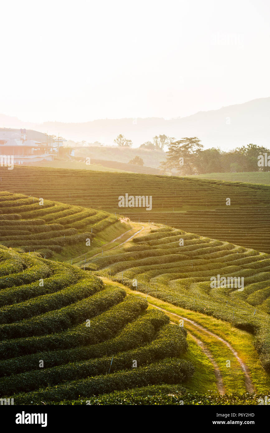 Choui Fong la piantagione di tè, Mae Chan, Chiang Rai, Thailandia. Foto Stock