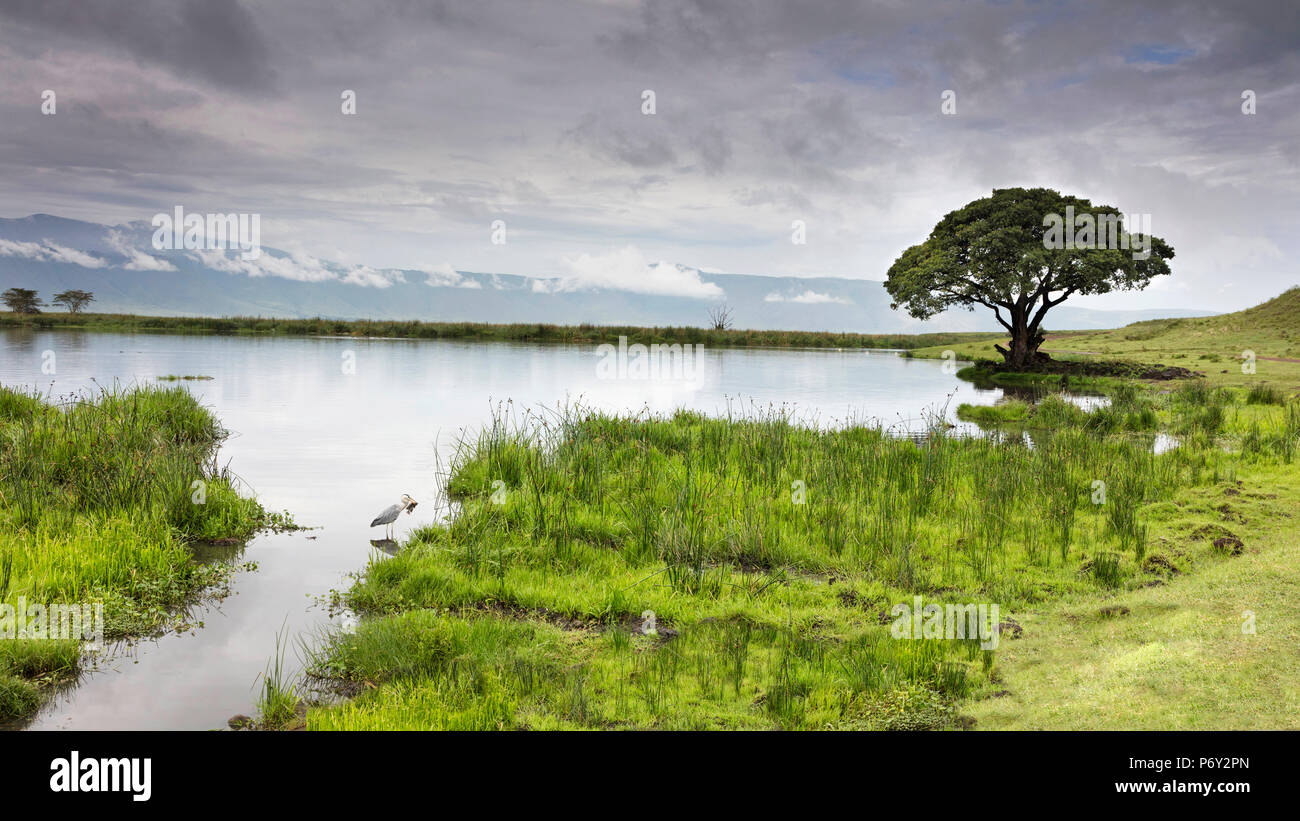 Un Airone si ritiene che le catture di pesce in un lago del cratere di Ngorongoro, Ngorongoro, Tanzania Foto Stock