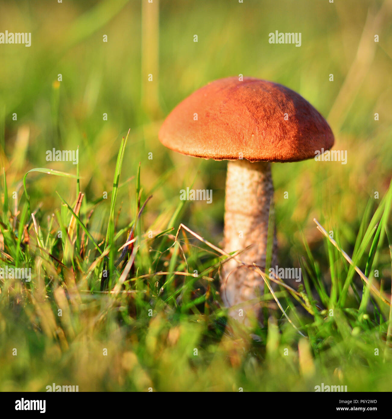 Leccinum aurantiacum fungo in erba, comunemente noto come il Red-capped scaber levetta Foto Stock