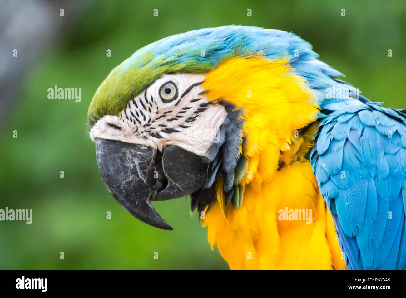 Pappagallo colorato testa close up background / Macaw pappagallo sfondo isolato. Foto Stock