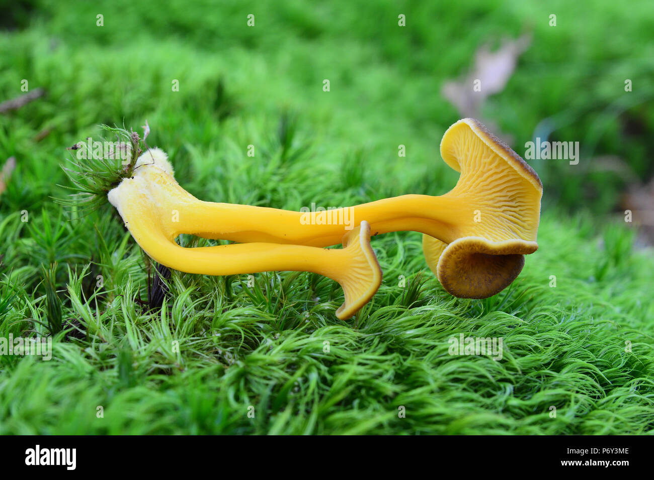 Craterellus lutescens fungo, noto anche come Cantharellus lutescens o Cantharellus xanthopus o Cantharellus aurora Foto Stock