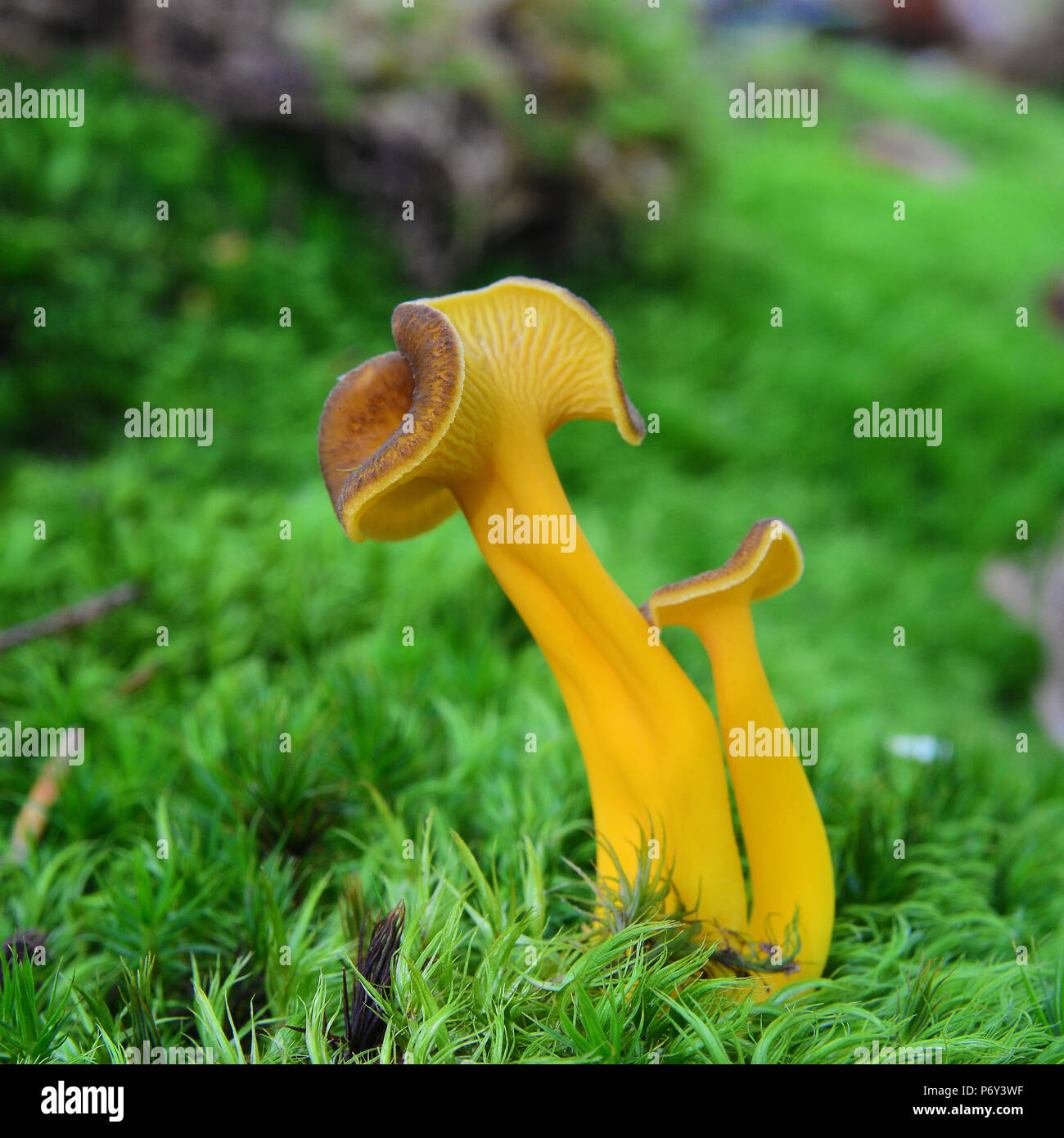 Craterellus lutescens fungo, noto anche come Cantharellus lutescens o Cantharellus xanthopus o Cantharellus aurora Foto Stock