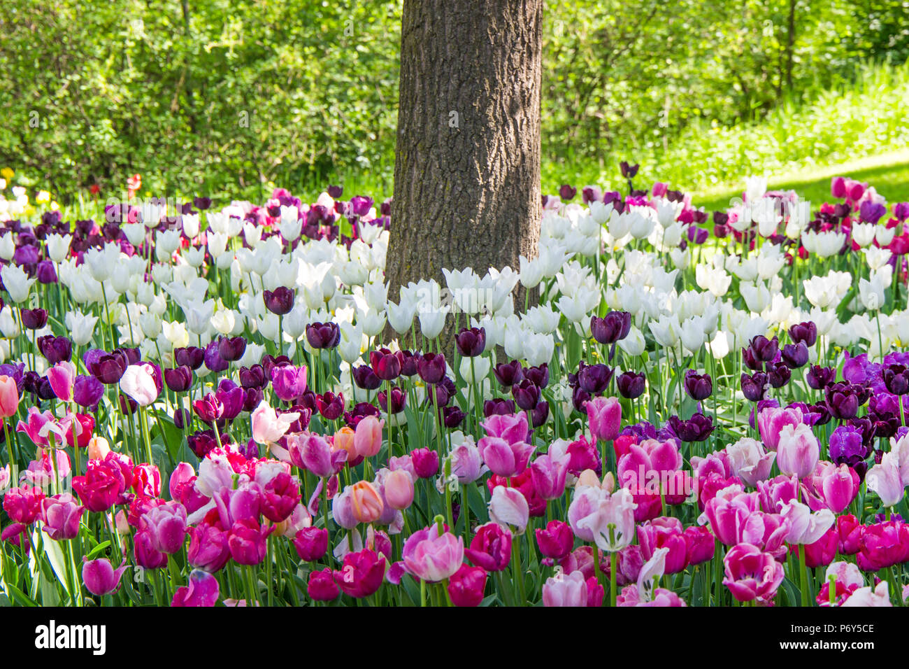 I tulipani in fiore con fiori colorati nel parco dello sfondo. Foto Stock