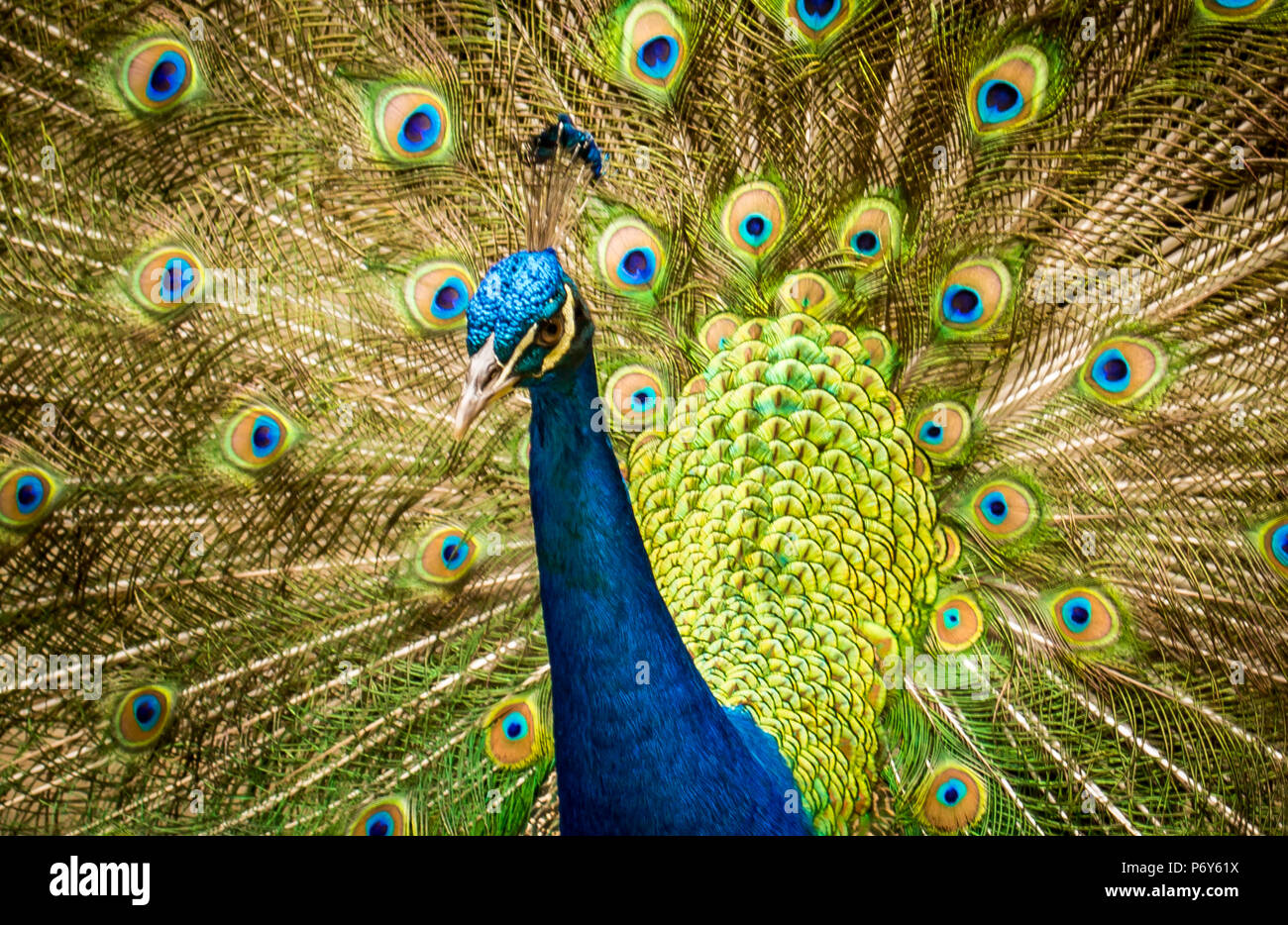 In mostra il suo piumaggio Foto Stock