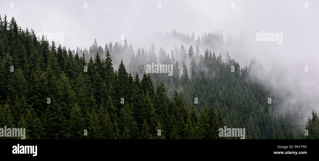 La nebbia foresta di pini. Foto Stock