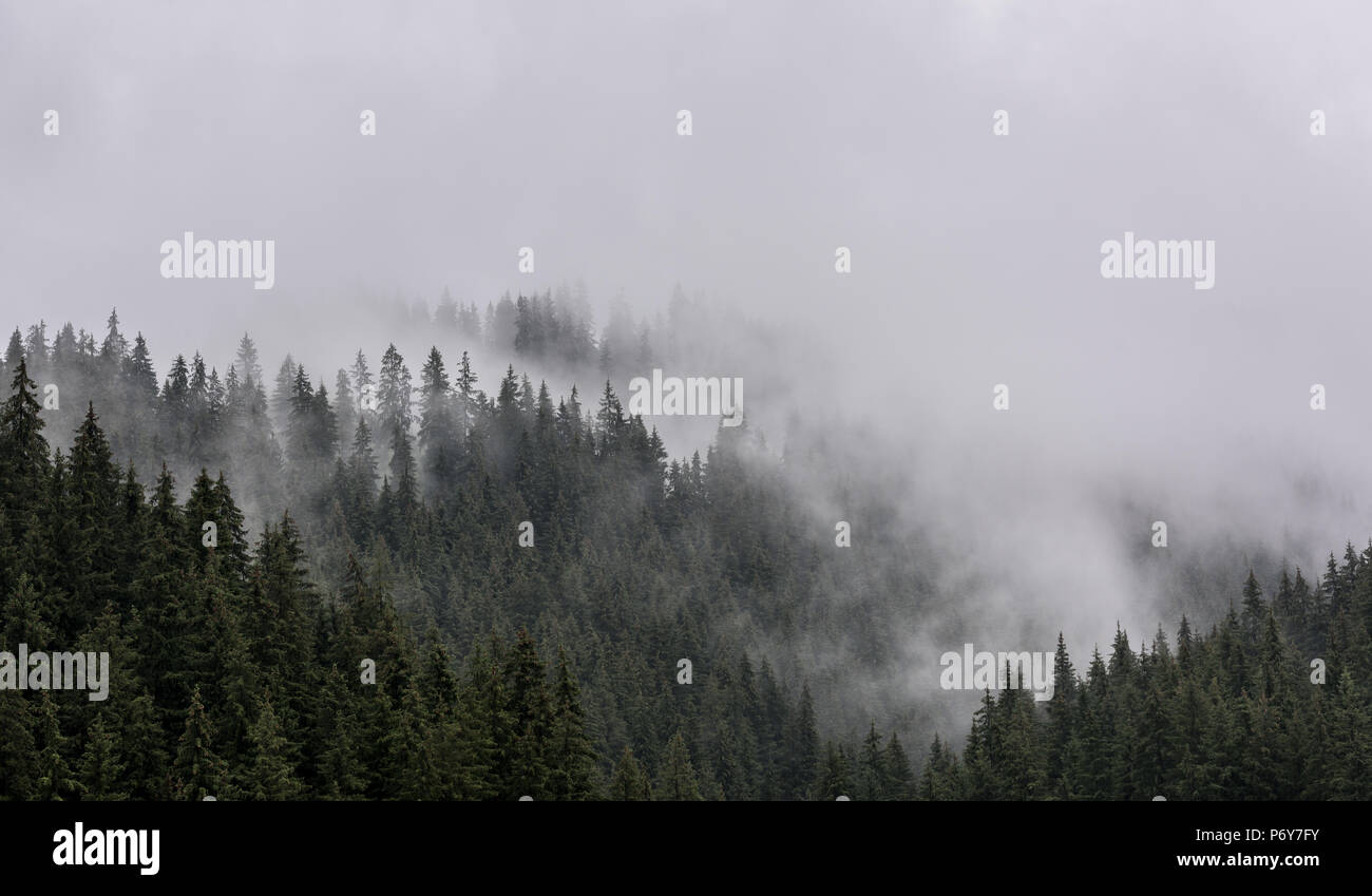 La nebbia foresta di pini. Foto Stock